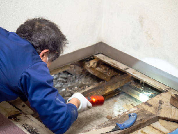 Best Black Mold Removal  in Jackson, MO