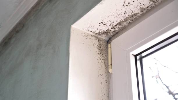 Best Residential Mold Removal  in Jackson, MO