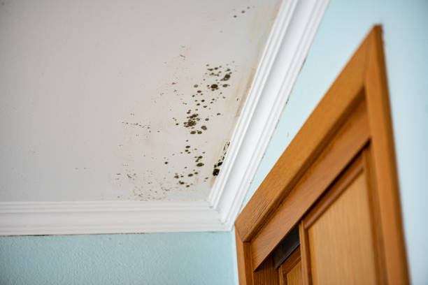 Best Certified Mold Removal  in Jackson, MO