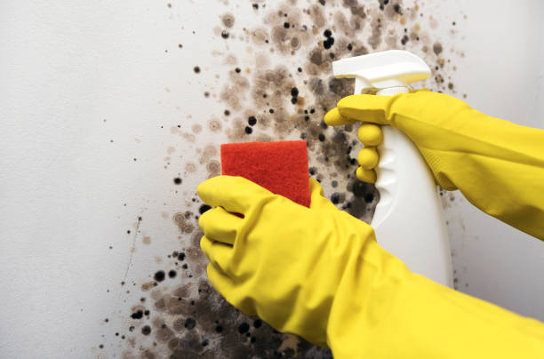 Best Toxic Mold Removal  in Jackson, MO