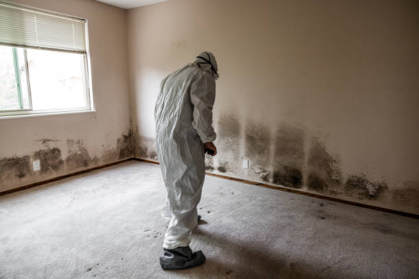 Best Office Mold Removal Services  in Jackson, MO