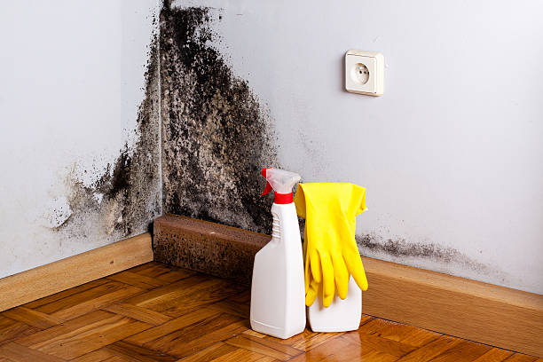 Attic Mold Removal in Jackson, MO