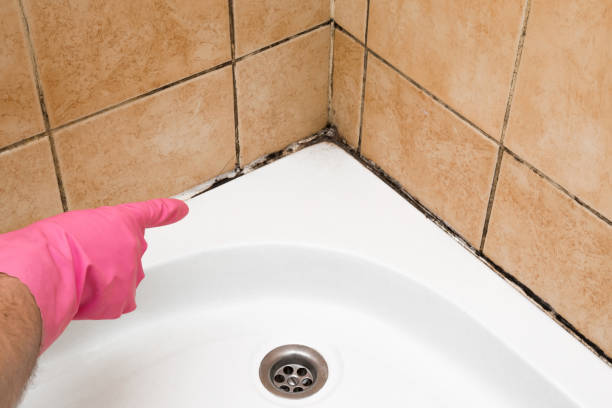 Best Mold Damage Repair  in Jackson, MO